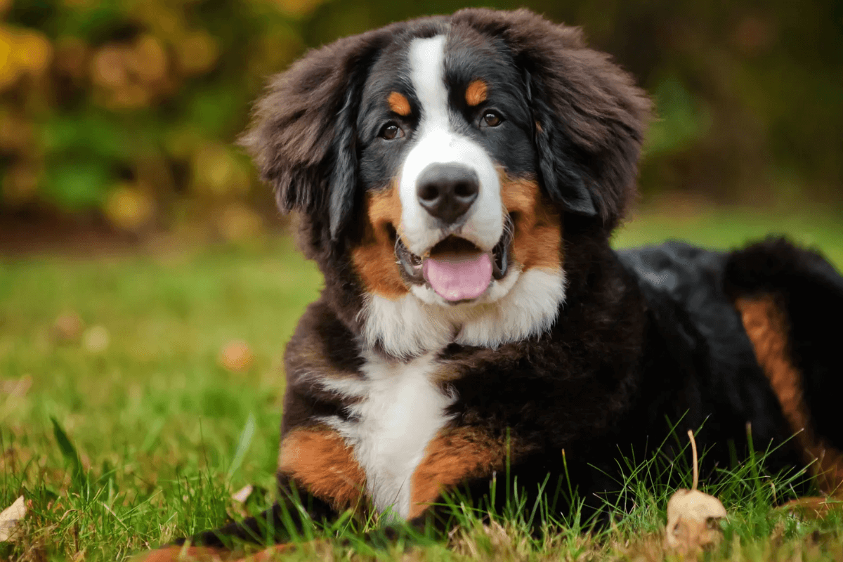 Guia Completo: Cão Boiadeiro de Bernese – A Raça Canina que Vão Conquistar seu Coração!