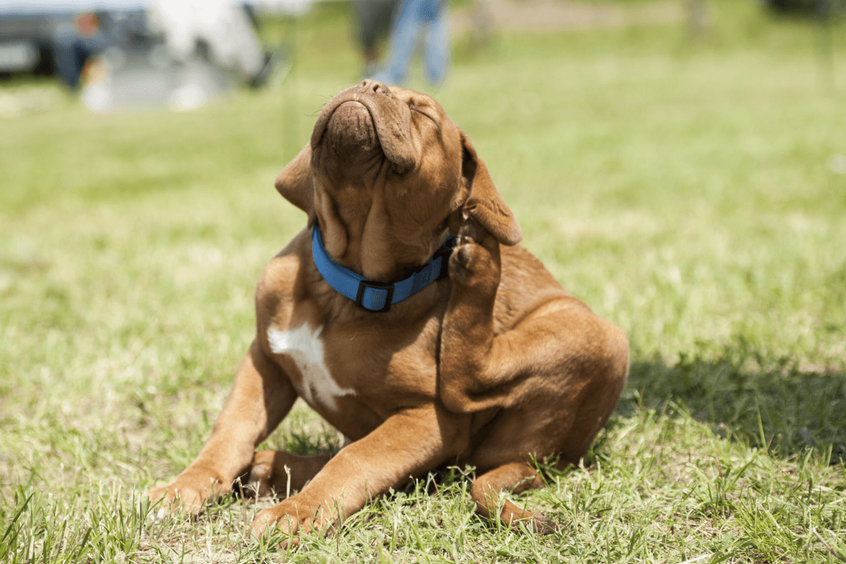 Passo a passo para eliminar pulgas do seu pet com eficácia