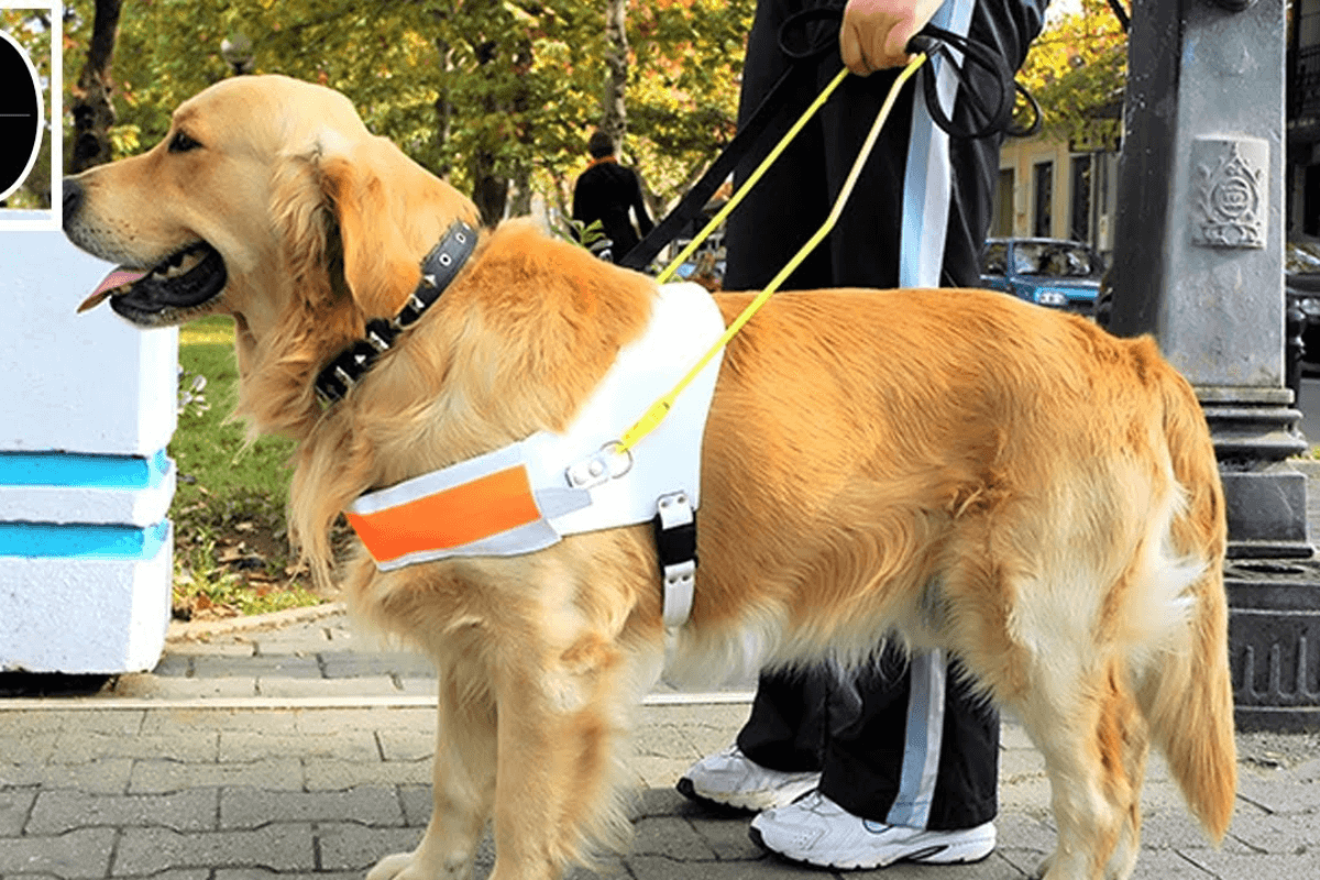 Companheiros Inseparáveis: A Importância dos Pets para Pessoas com Necessidades Especiais.