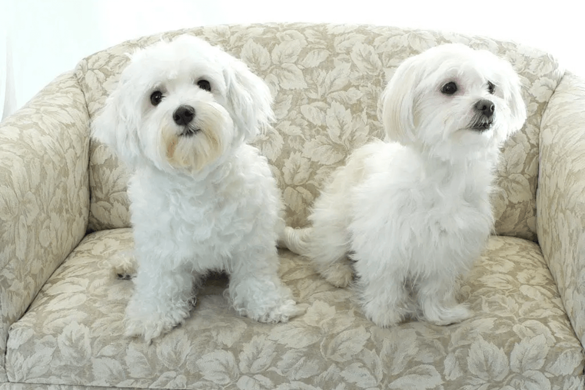 Criando laços com seu companheiro de quatro patas: descubra tudo sobre cachorros de pequeno porte