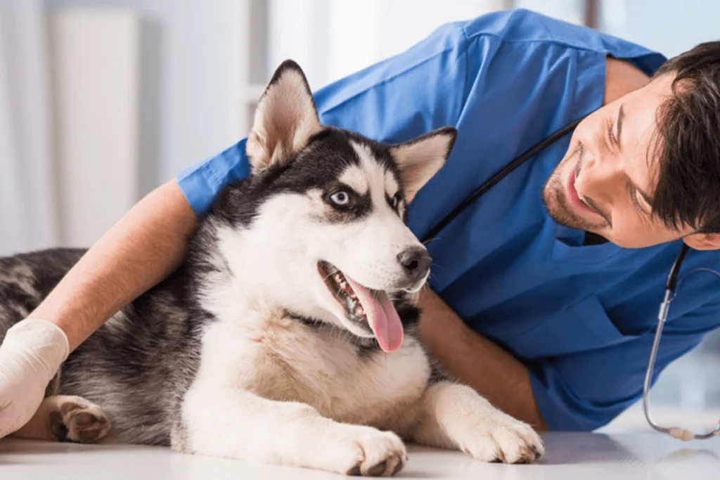 Sintomas de Problemas Dentários em Cães: Sinais Comuns