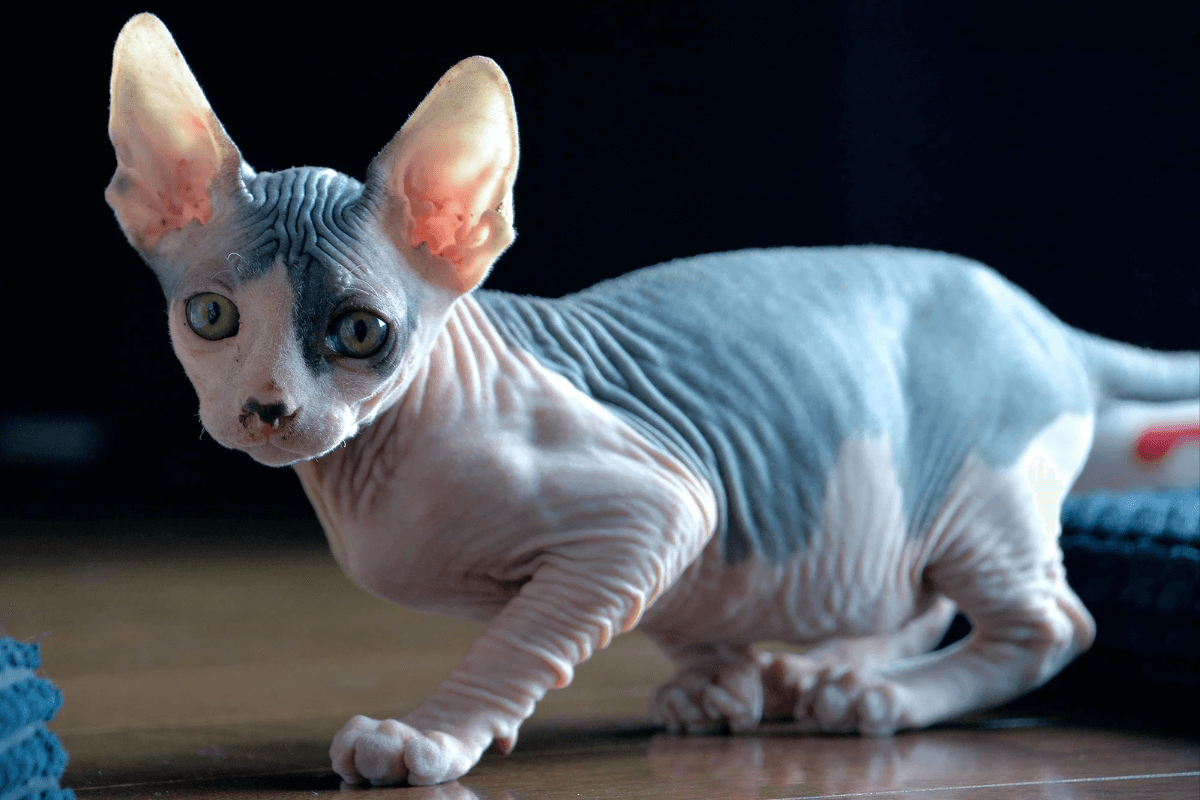 Sphynx: Tudo o que Você Precisa Saber sobre o Gato Sem Pelo