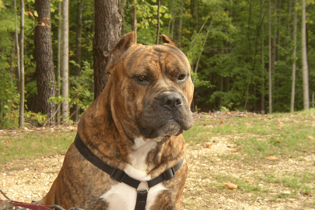 Desvendando os Mistérios do Presa Canario: O Guardião Impressionante dos Segredos Caninos