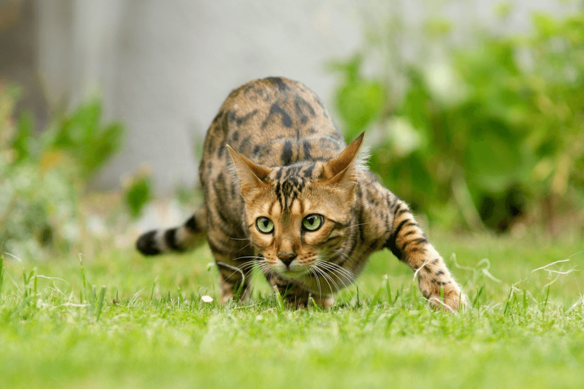 Gato Bengal: Entenda os Principais Problemas de Saúde