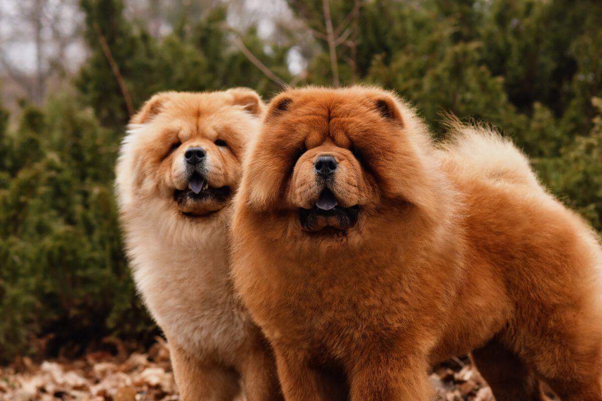 Descobrindo os Segredos Peludos do Chow Chow: O que Torna essa Raça tão Fascinante?