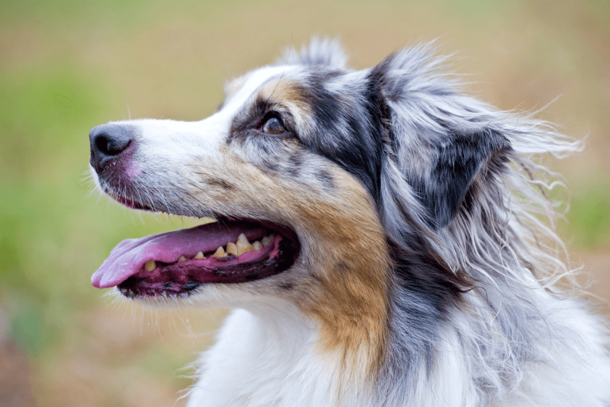 Cão Pastor Australiano: Guia Completo sobre a Raça