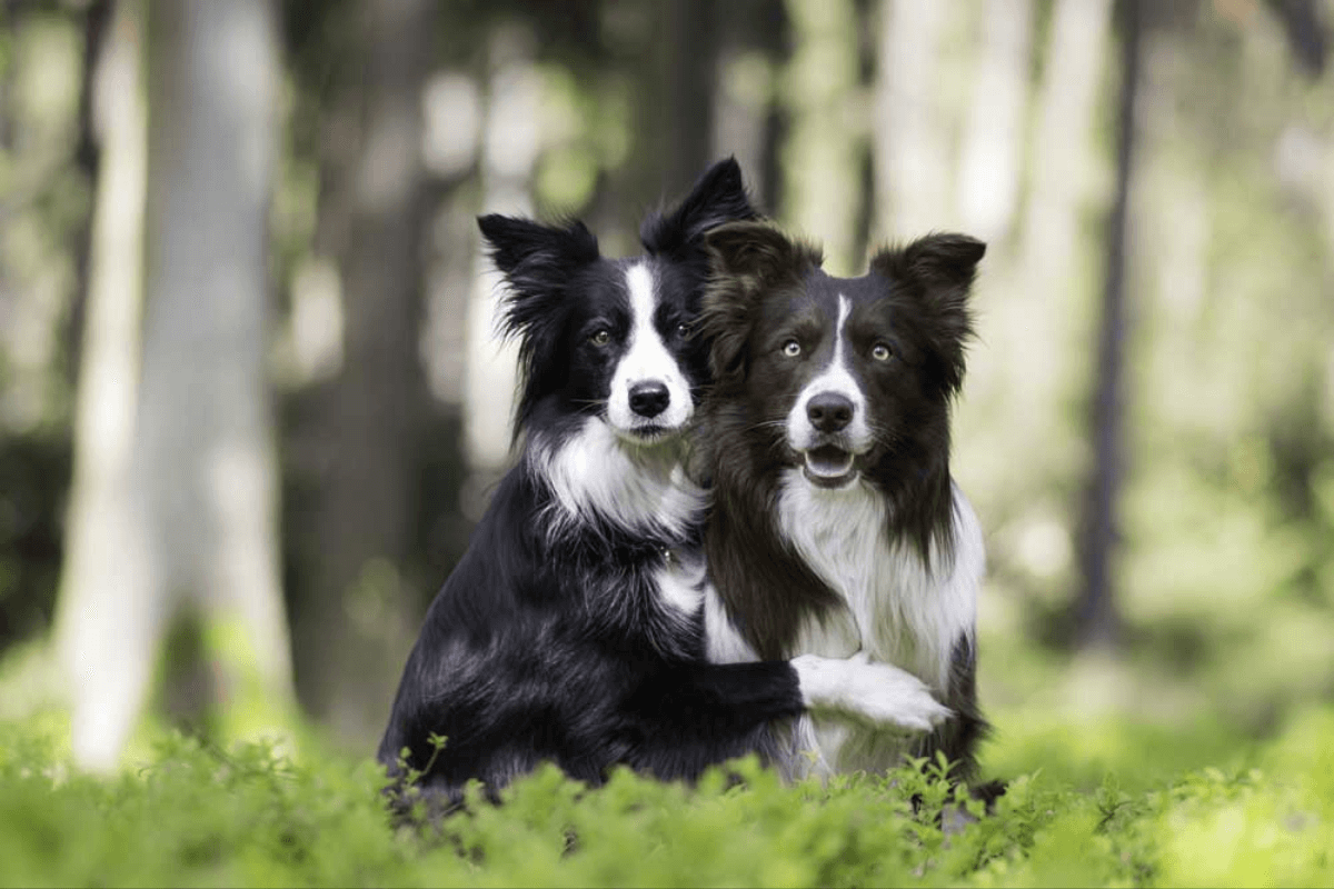 Os 10 Cães Mais Populares no Brasil em 2024