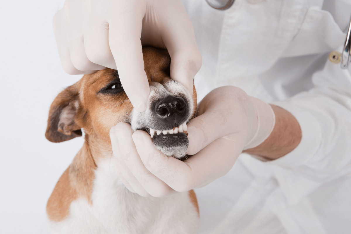 A Importância da Higiene Oral em Cães – Mantendo Seu Cão Saudável