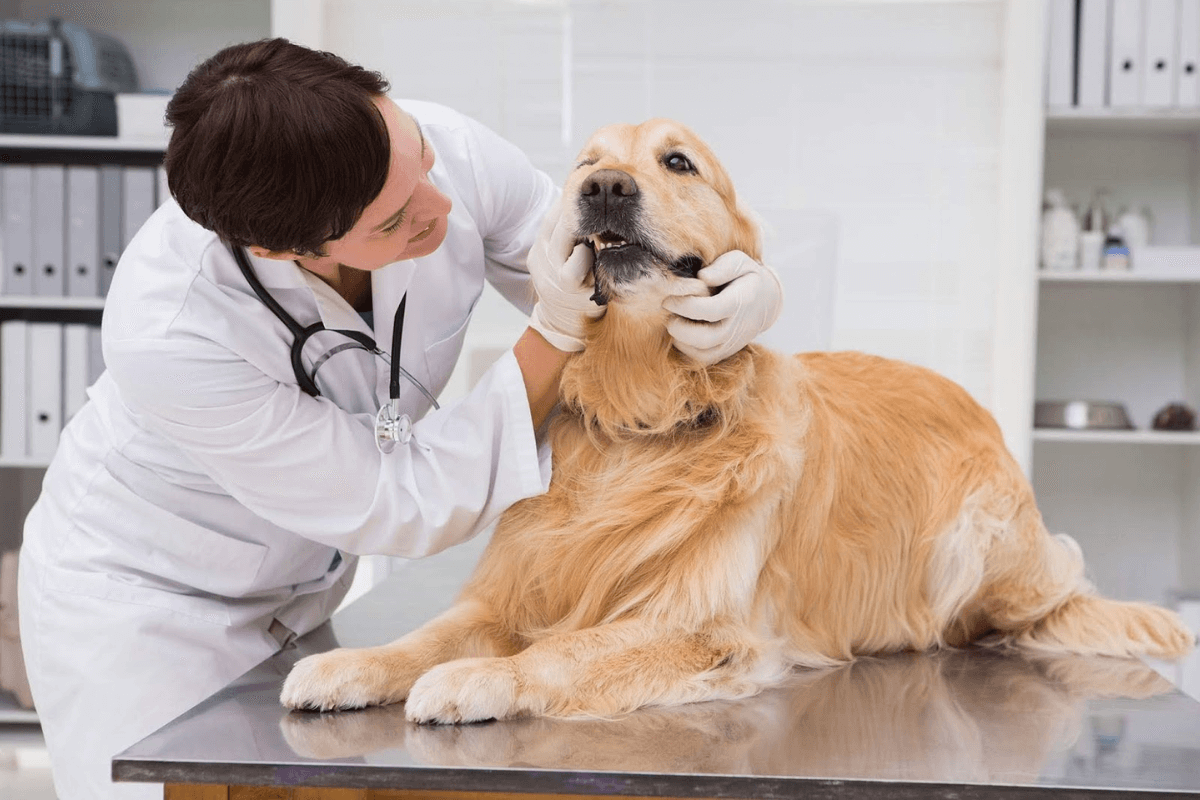 Sintomas de Problemas Dentários em Cães: Sinais Comuns