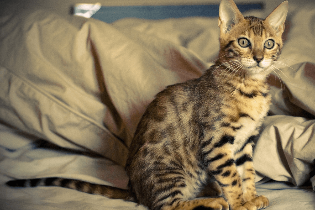 Treinamento e Comportamento do Gato Bengal