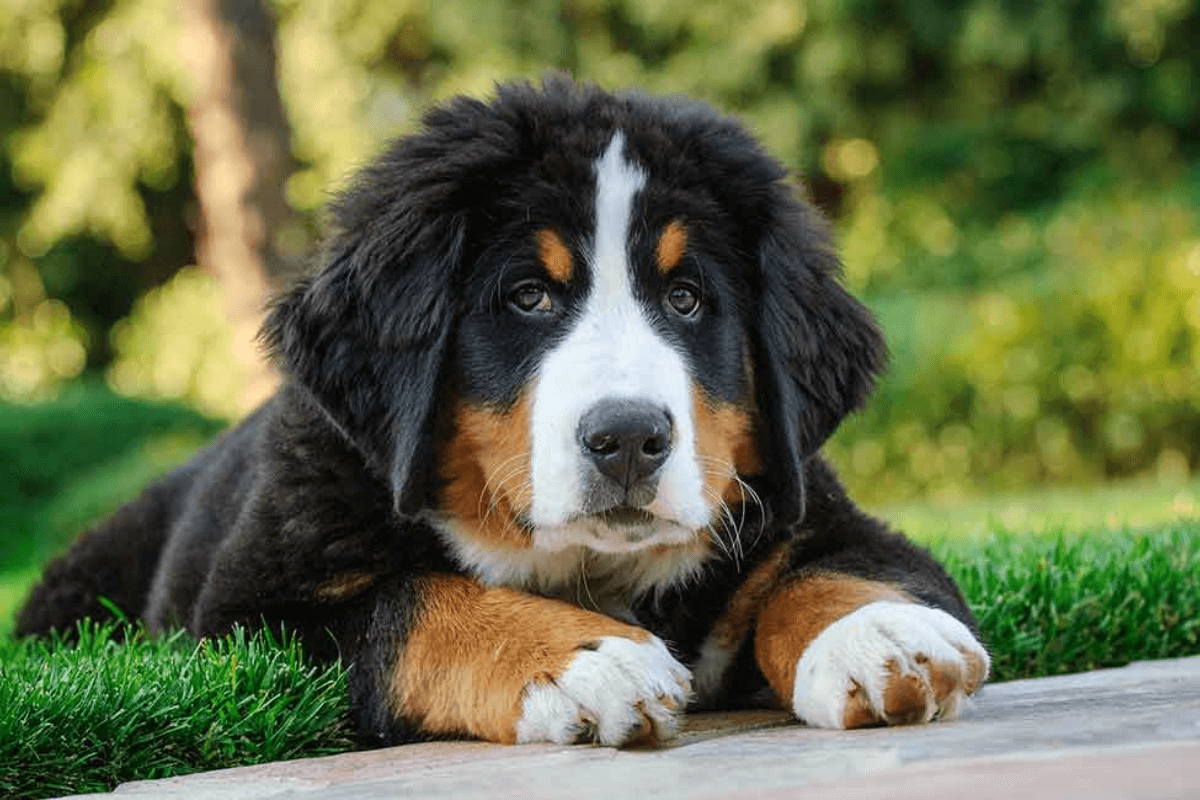 Adestramento Básico para Filhotes de Boiadeiro de Bernese