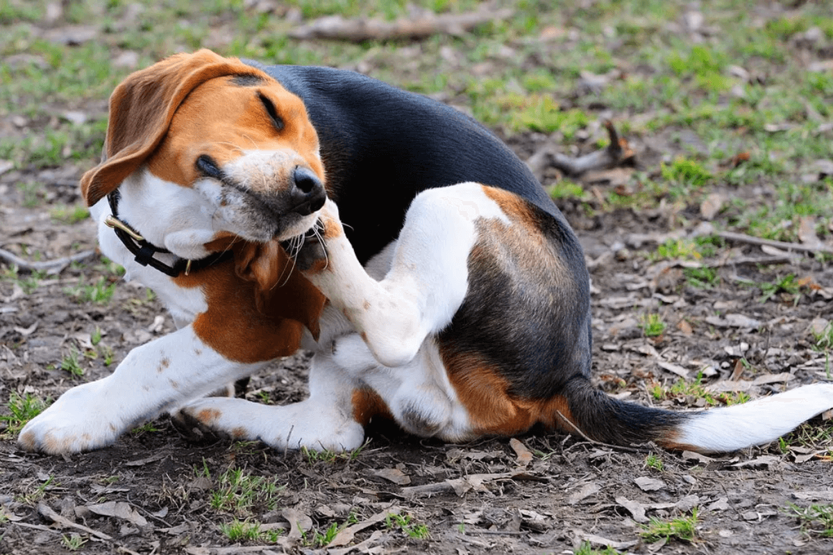 Como Proteger Seu Pet Contra Pulgas e Carrapatos