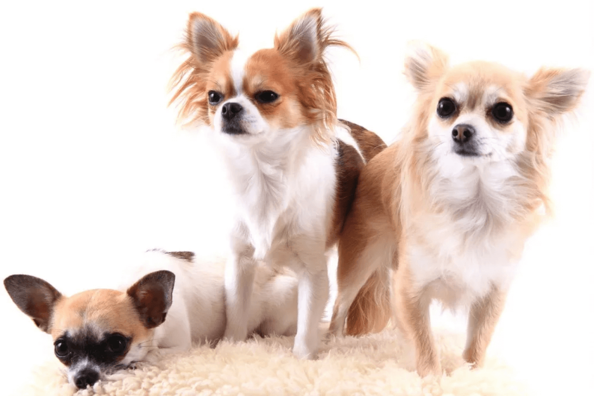 cachorros, cães de pequeno porte, pets, companheiros de quatro patas, cuidados com cães, adoção de cães pequenos, laços com cães, amizade com pets, dicas para donos de cães, criação de cães pequenos, companheirismo animal, amor por cães, bem-estar de pets, vida com cachorros pequenos, cuidados veterinários cães pequenos.