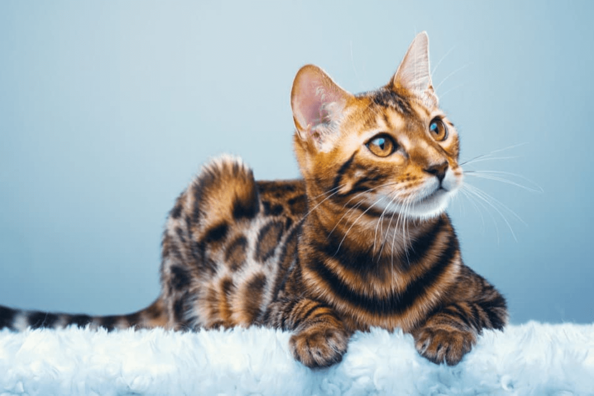 Saúde e Cuidados para Gato Bengal: Guia Completo