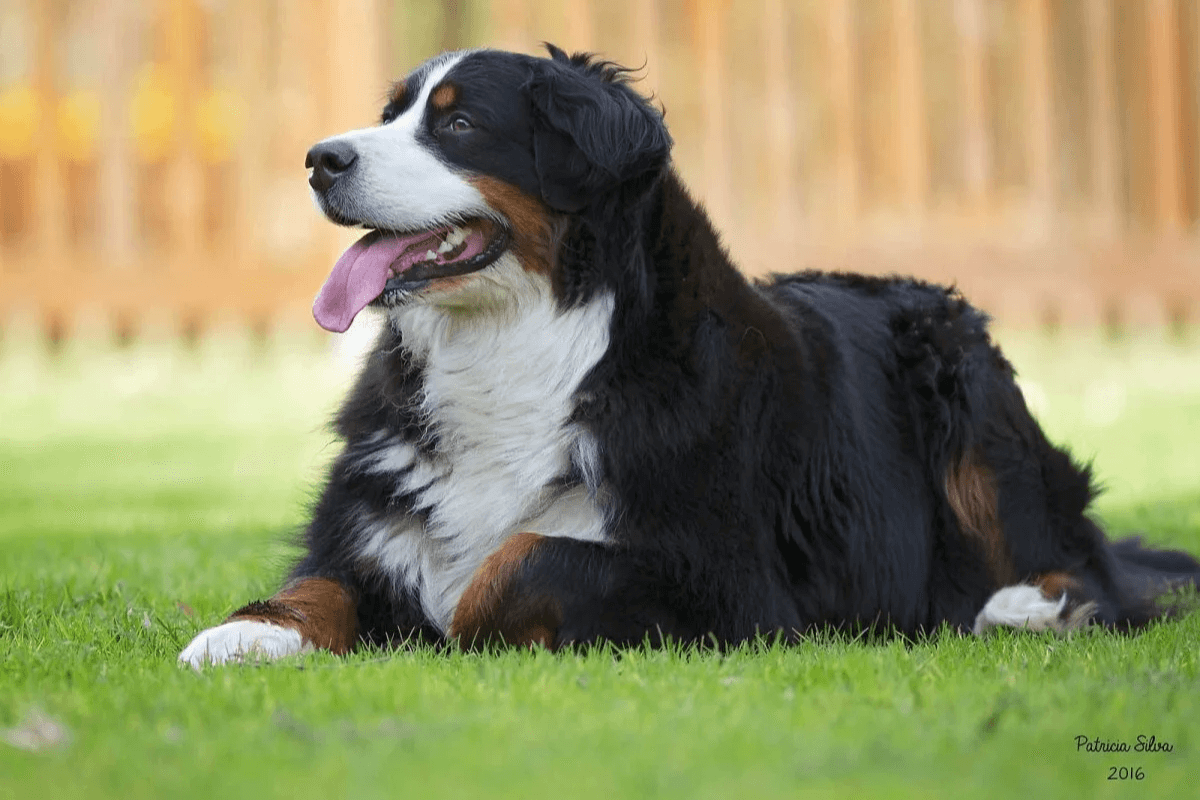 Como Ensinar Comandos Básicos ao Cão Boiadeiro de Bernese