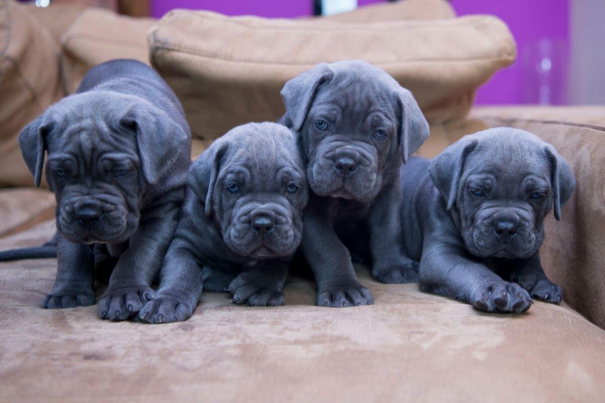 Guardiões em Crescimento: Os Segredos dos Cuidados com Filhotes do Gigante Cane Corso!