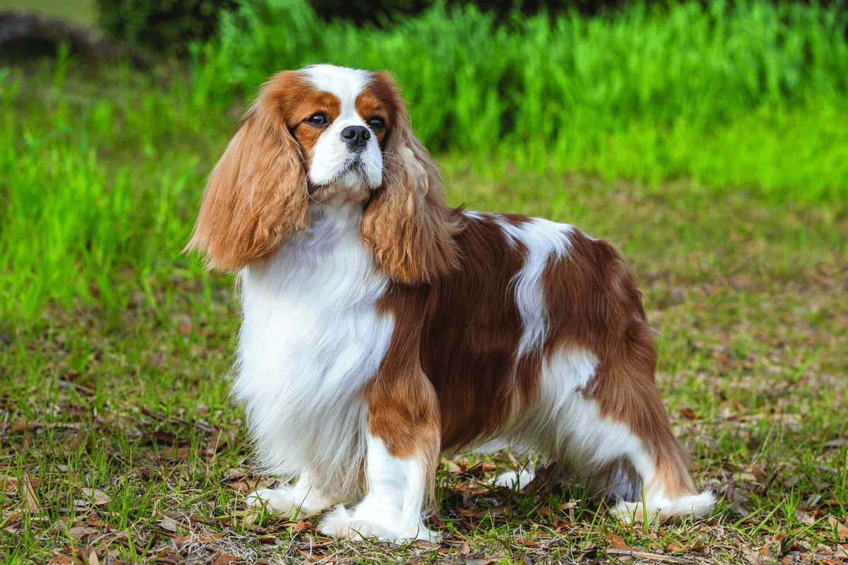 Os Encantos Escondidos do Cavalier King Charles Spaniel: Descubra por que Essa Raça é uma Joia