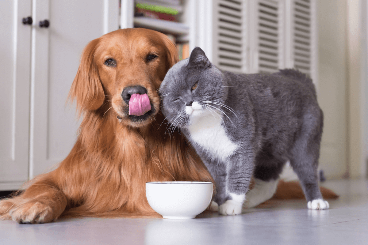 Alimentação e Prevenção do Câncer em Pets: Dicas Saudáveis