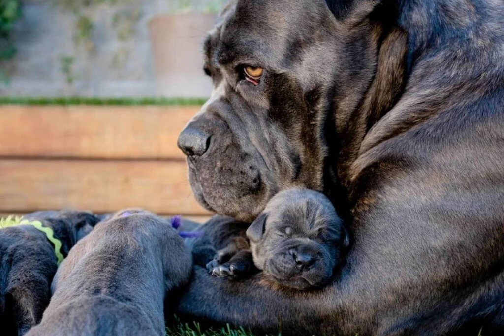 Gigante Cane Corso! Os Segredos dos Cuidados com Filhotes