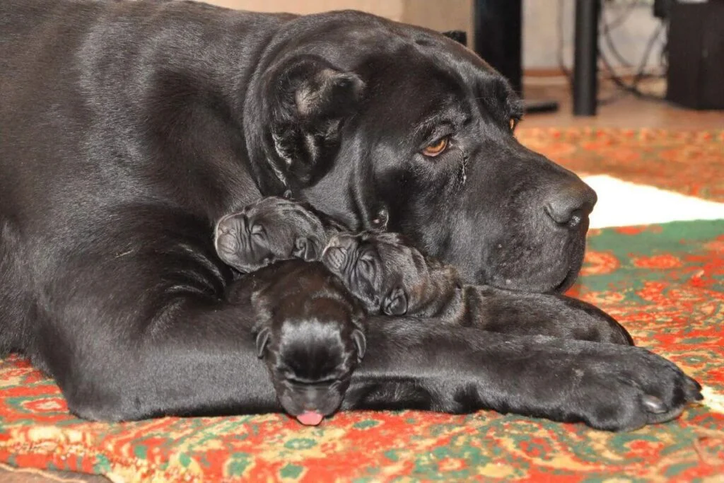 Gigante Cane Corso! Os Segredos dos Cuidados com Filhotes