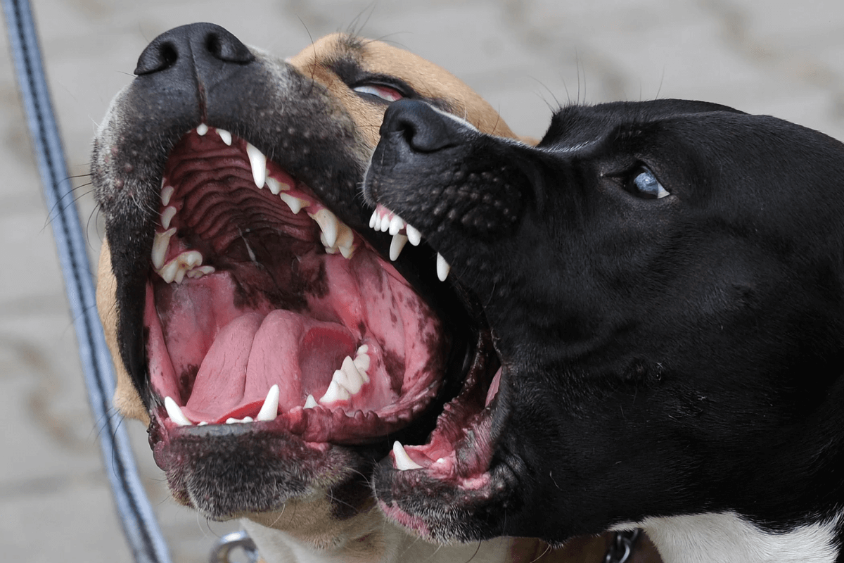 Descubra as Doenças Mais Comuns que Podem Matar seu Cão e Como Protegê-lo