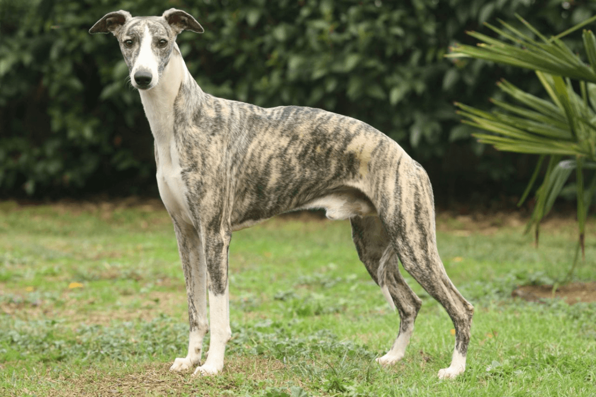 Viajar com seu Whippet: Dicas e Recomendações Importantes para seu Pet