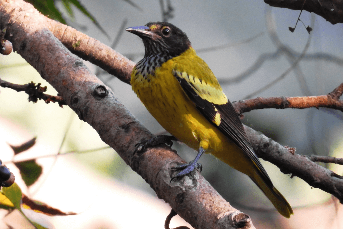 Dicas Práticas para Identificar Aves pelo Canto: Aplicativos Úteis e Fotos de Bird Sounds