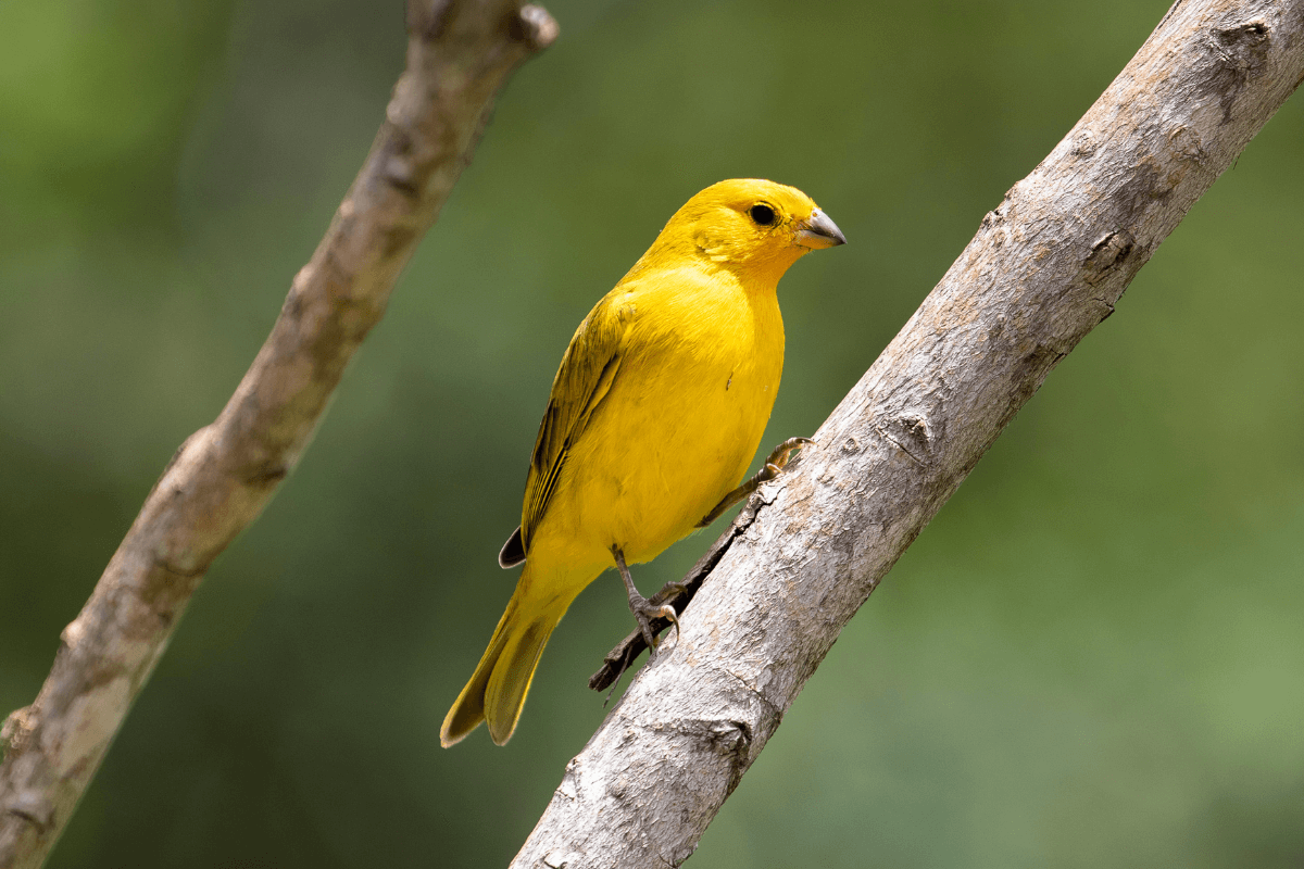 Diagnóstico e Prevenção de Doenças Respiratórias em Aves: Principais Sinais Clínicos, Tratamento e Impacto na Produção.