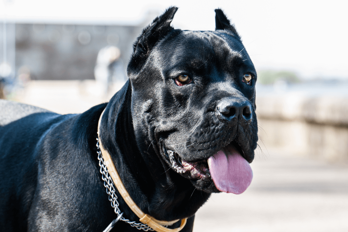 Cane Corso: Tudo que Você Precisa Saber Antes de Adotar um Gigante de Coração Mole