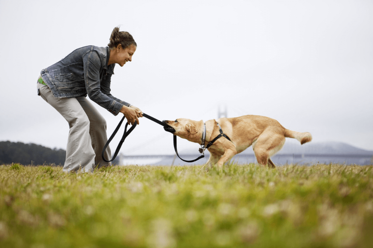 Como ajudar meu cachorro ansioso: dicas para cuidar da saúde do seu pet