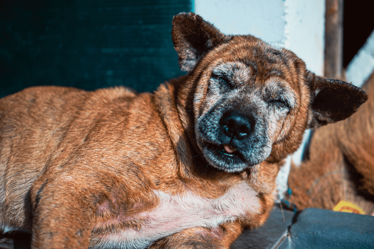 Doenças de Pele: Dermatofitose em Cães - Sintomas, Tratamento e Cuidados