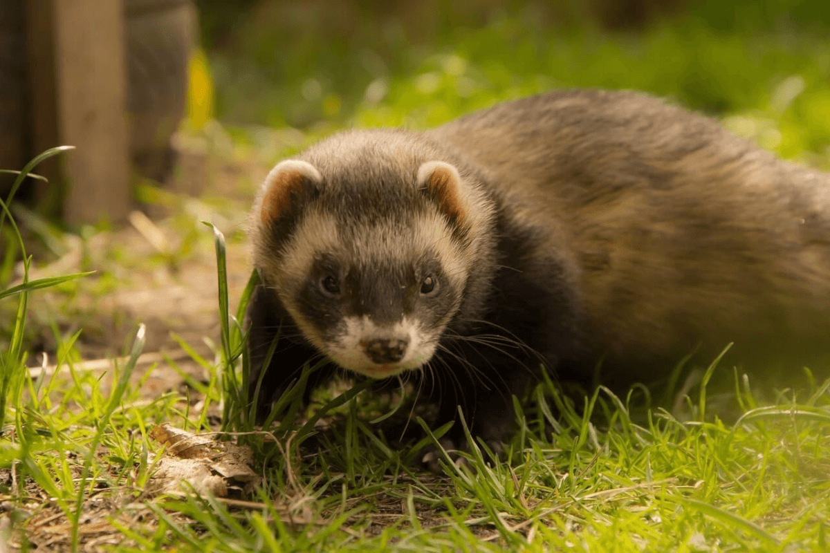 Cuidados de Saúde para Furões de Estimação: Como Cuidar Corretamente dos Meus Animais de Estimação