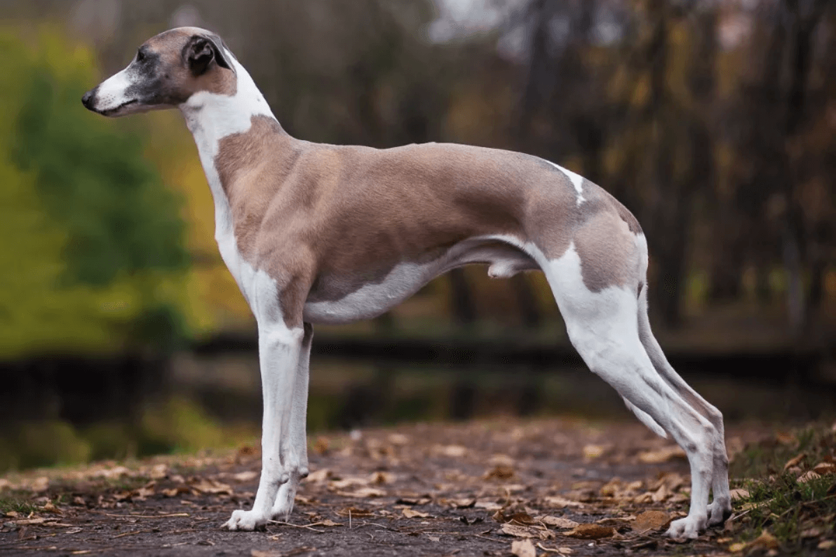 Viajar com seu Whippet: Dicas e Recomendações Importantes para seu Pet