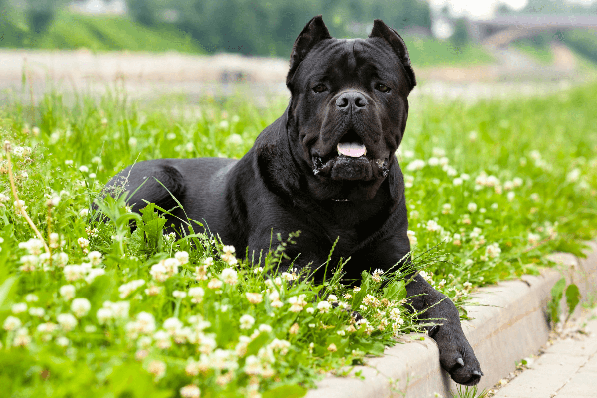 Os Mistérios do Cane Corso: Mitos, Fatos e Curiosidades da Raça