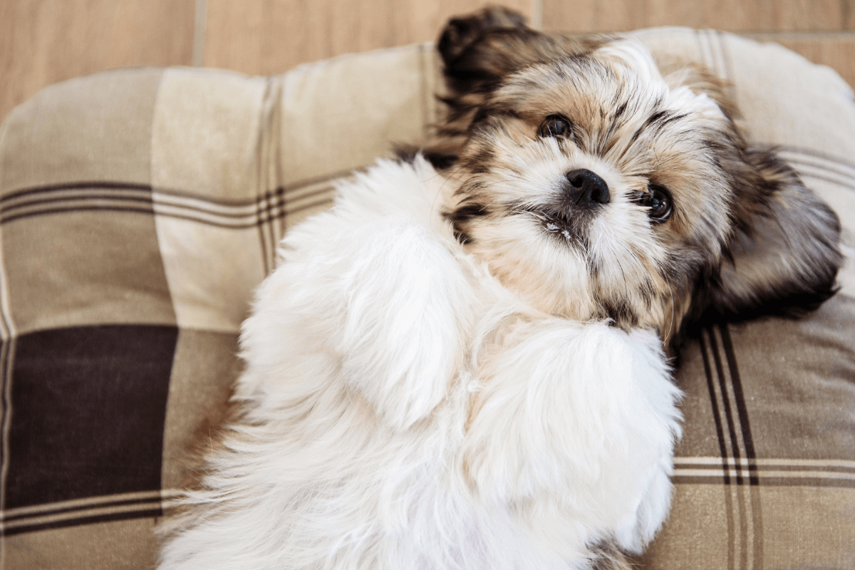 Descubra o Guia Completo das Raças de Cães Hipoalergênicos: Conheça os cuidados essenciais para o seu pet.