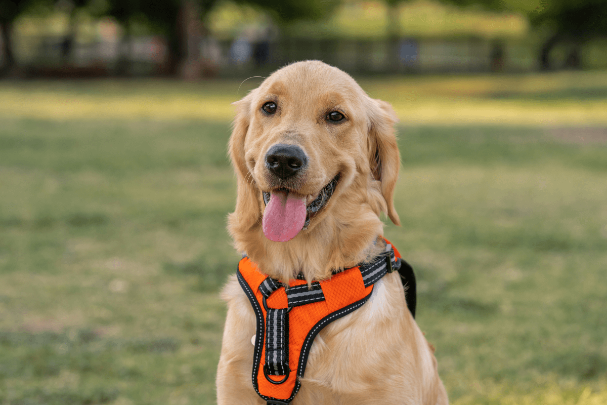 Explorando Raças Inteligentes: Os 10 tipos de Cães Mais Fáceis de Treinar, incluindo o Border Collie