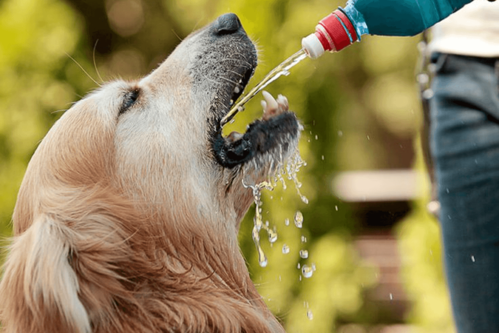 A Importância da Hidratação em Cachorros com Diarreia: Causas, Tratamento e Dicas de Alimentação