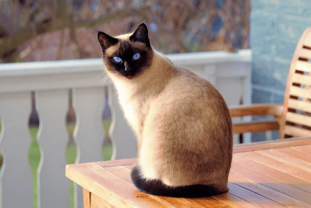Raças de Gatos Mais Brincalhonas