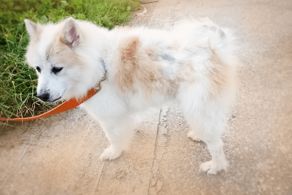 Doenças de Pele em Cães: Como Reconhecer e Tratar a Piodermite Canina