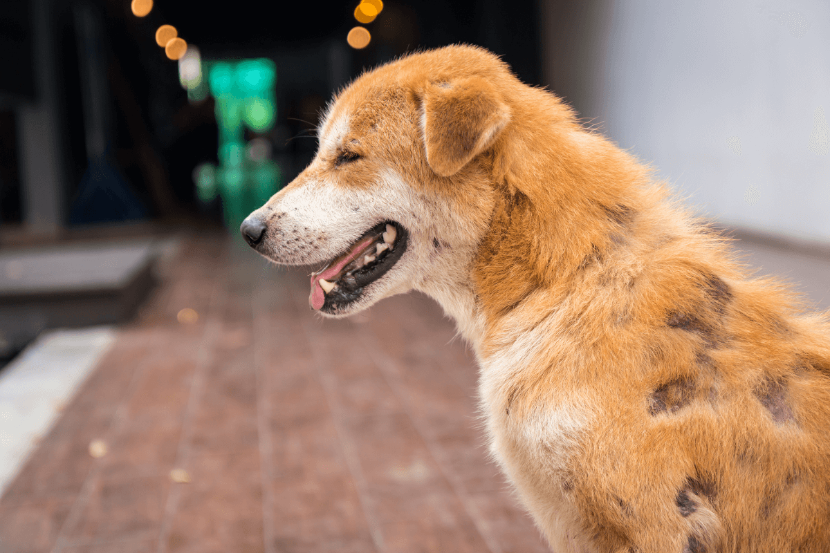 Doenças de Pele em Cães: Diagnóstico e Manejo das Doenças Autoimunes