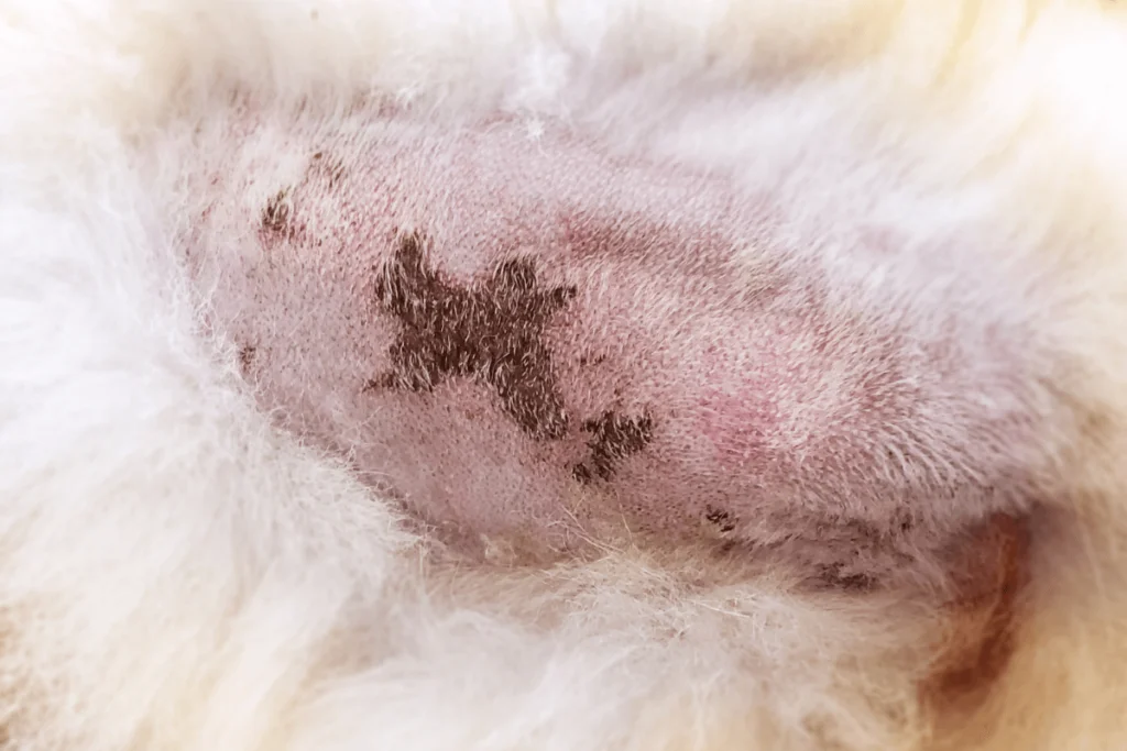 Dermatofitose em Cães - Sintomas, Tratamento e Cuidados
