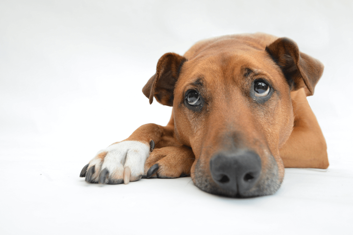 Doenças de Pele em Cães: Alergias - Principais Causas e Soluções