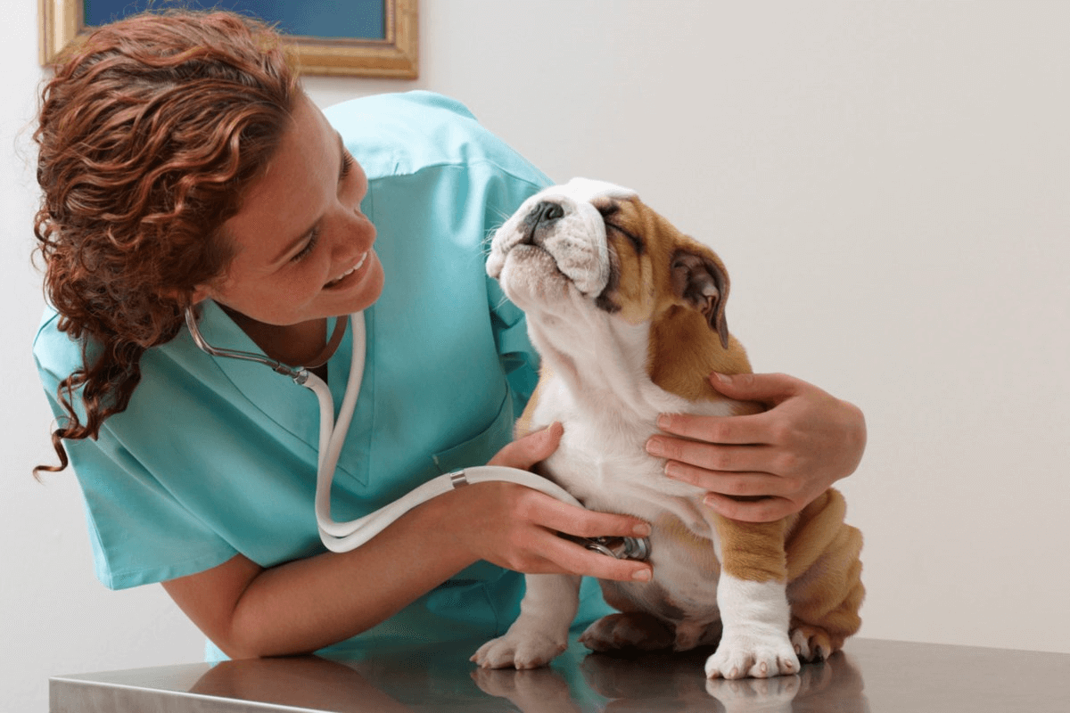 Como Prevenir Doenças Comuns em Cães e Gatos: Saiba Como Proteger Seus Animais de Estimação