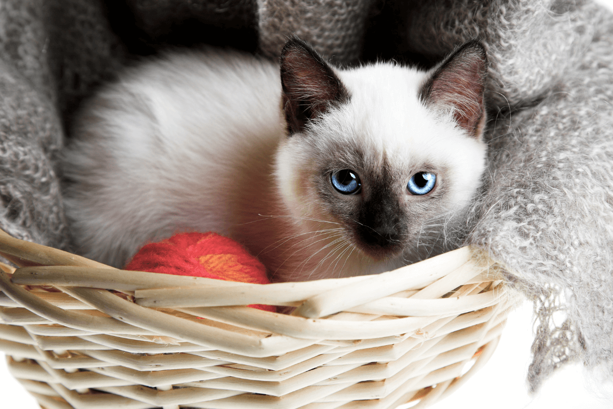 Raças de Gatos Mais Brincalhonas: Diversão Garantida com os Encantadores Maine Coon e Siamês