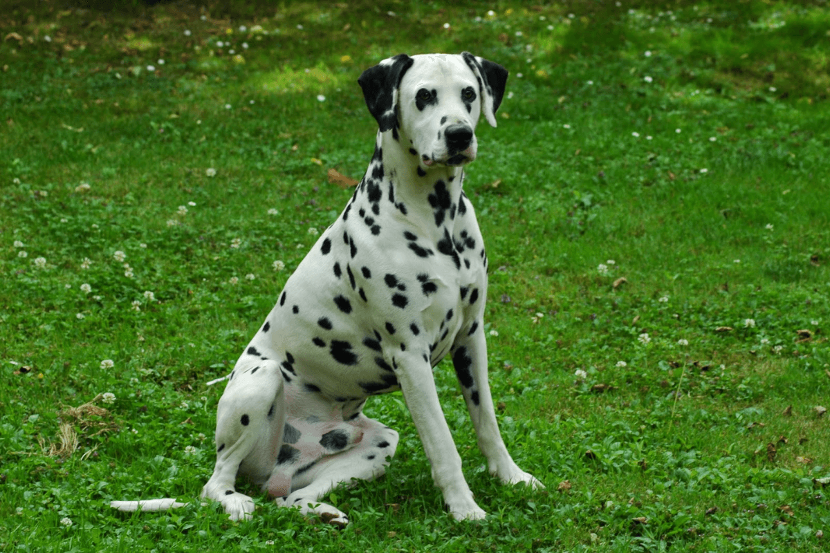 Raças de Cães que Latem Menos: Conheça as Raças Ideais para Ambientes Tranquilos.