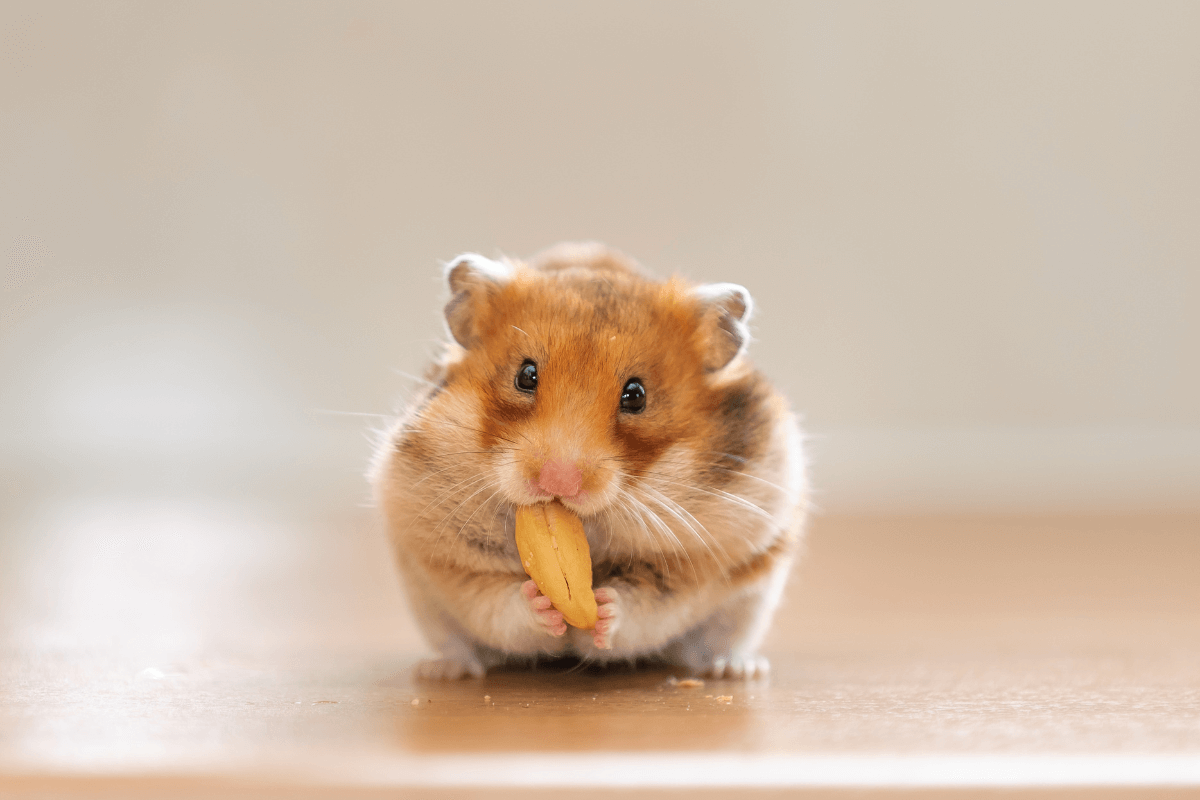 Você Nunca Imaginou Que Hamsters Poderiam Fazer Isso!