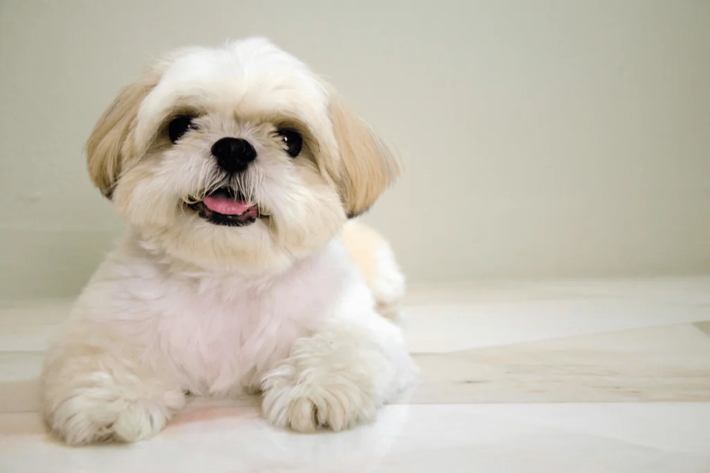 Cuidar de Shih Tzu de 45 Dias