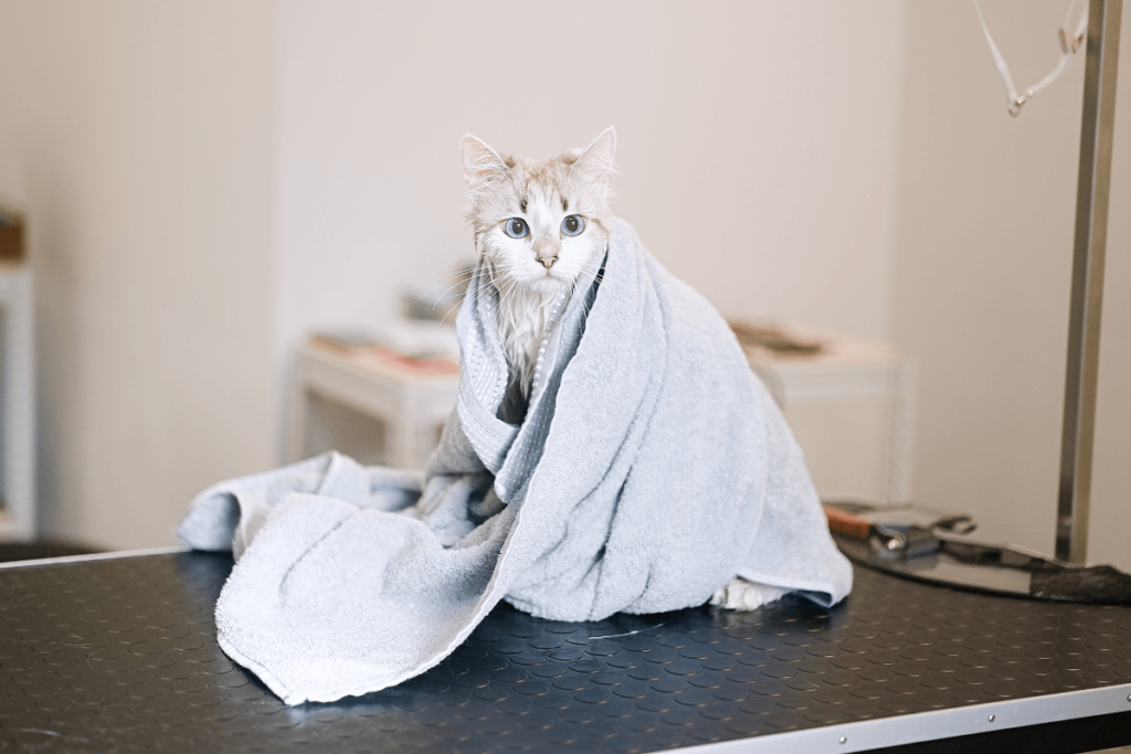 Tosa em gatos - Tosa higiênica: quando e como fazer