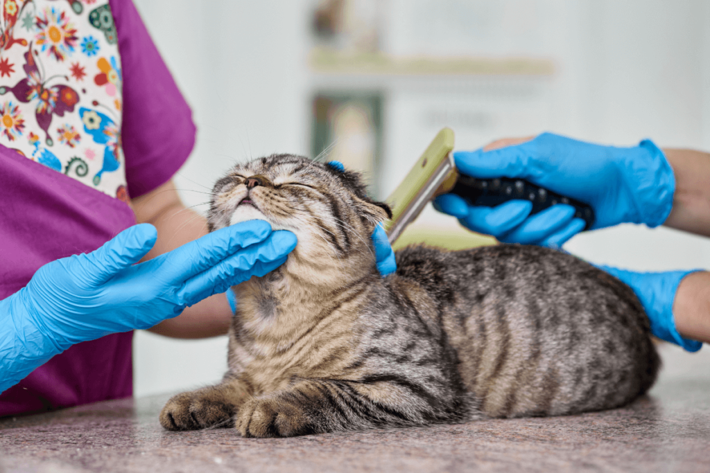 Tosa em gatos - Tosa higiênica: quando e como fazer