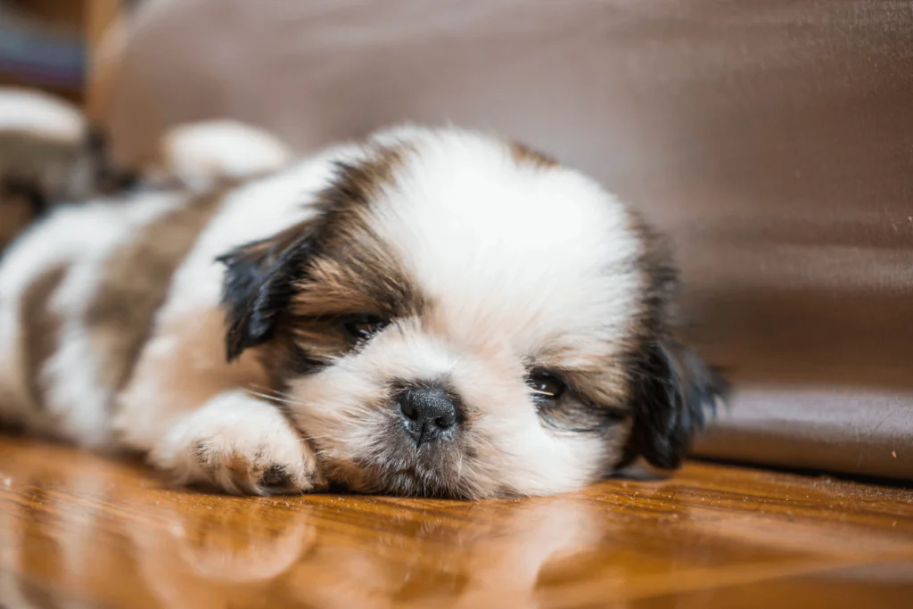 Cuidar de Shih Tzu de 45 Dias